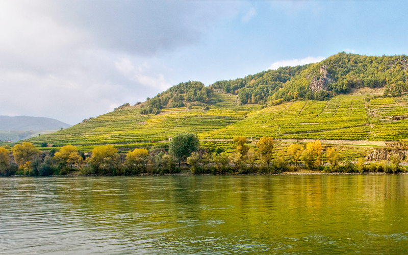Wein aus Österreich online kaufen
